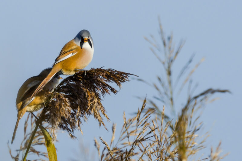 Panure à moustaches mâle